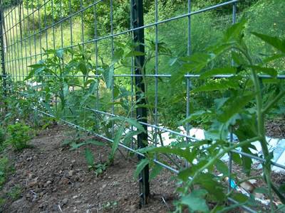 t-studded-post-welded-mesh